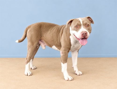 SWEET BOY - Pit Bull Terrier available for adoption