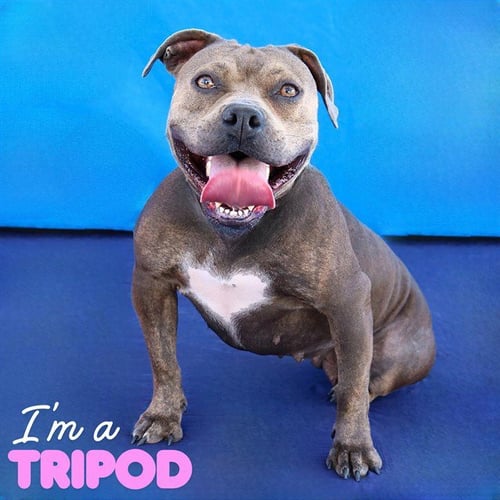 DANDELION - Pit Bull Terrier available for adoption
