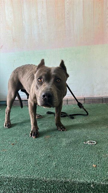 A5797296 - Pit Bull Terrier available for adoption