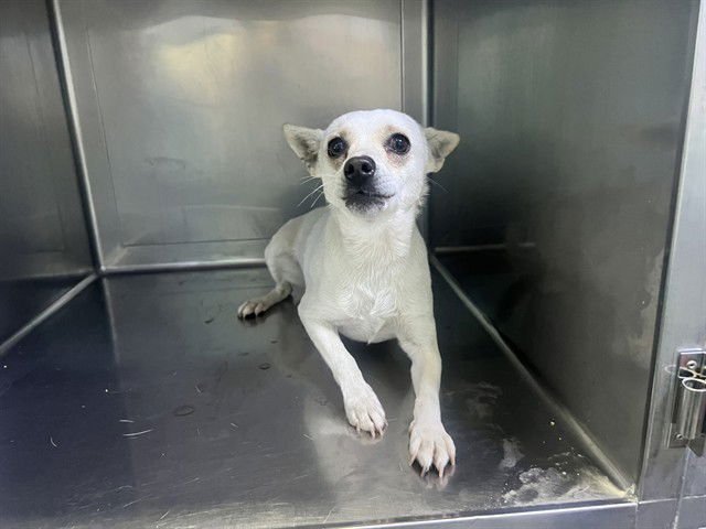 YODA - Chihuahua available for adoption