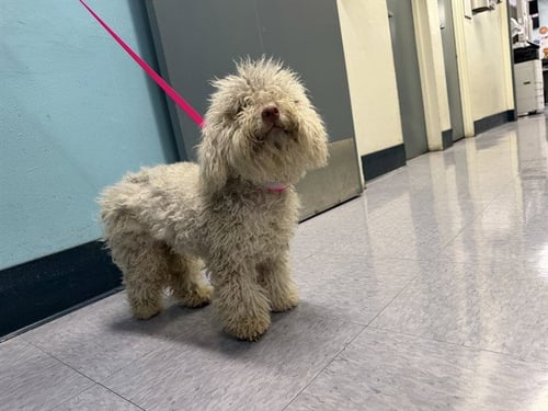 PINKY - Poodle (Miniature) available for adoption