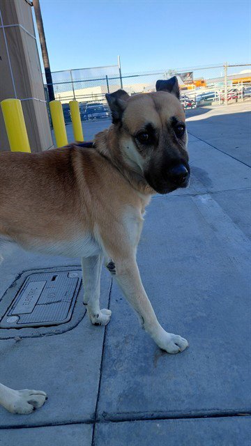 A5805936 - German Shepherd Dog available for adoption