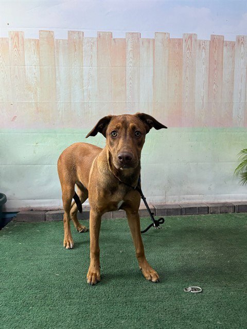 MJ - Labrador Retriever available for adoption