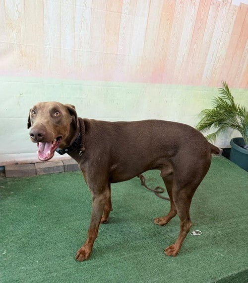 A5790102 - Doberman Pinscher available for adoption