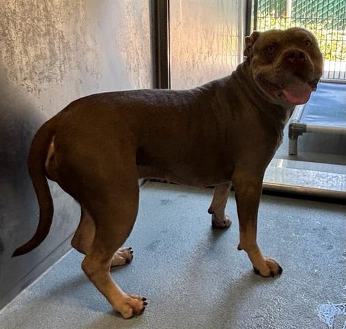 HONEY - Pit Bull Terrier available for adoption