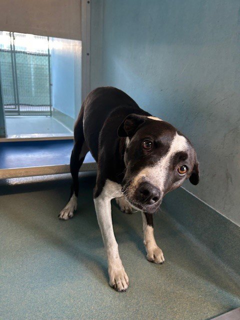 A5769884 - Pit Bull Terrier available for adoption