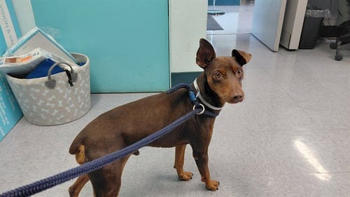A5799948 - Miniature Pinscher available for adoption