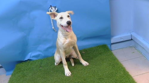 MUFFIN - Labrador Retriever available for adoption