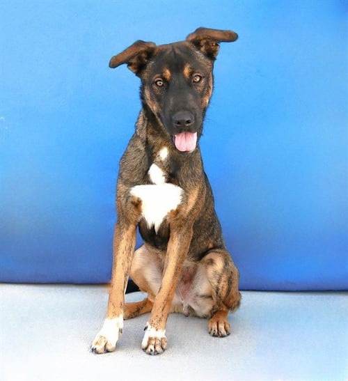 BEAR - German Shepherd Dog available for adoption