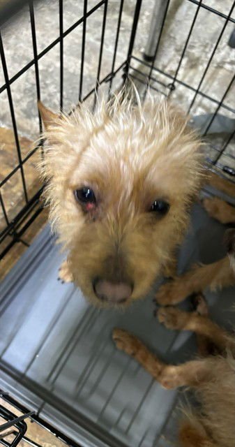 JOEL - Terrier available for adoption