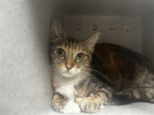 AKIKO - Domestic Short Hair available for adoption