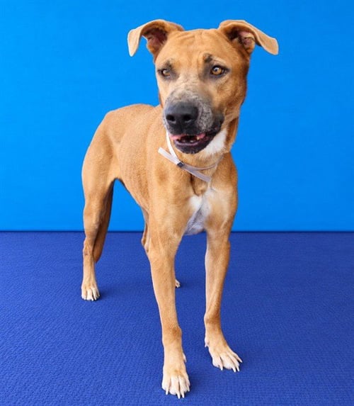 TYRA - Boxer available for adoption