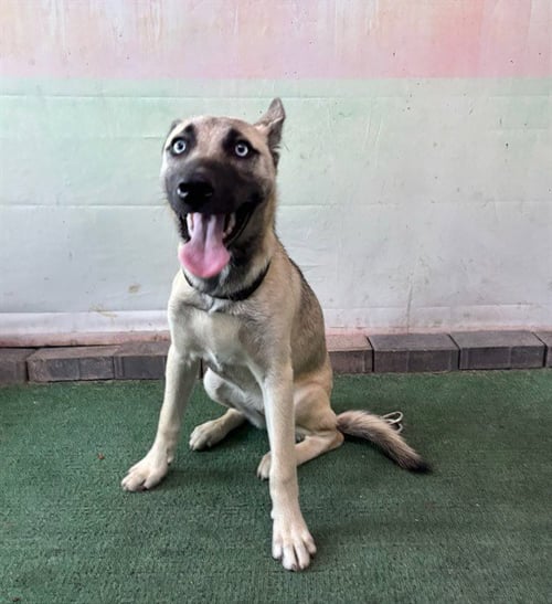 AZUL - German Shepherd Dog available for adoption