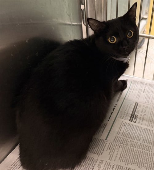 SIRIUS - Domestic Short Hair available for adoption
