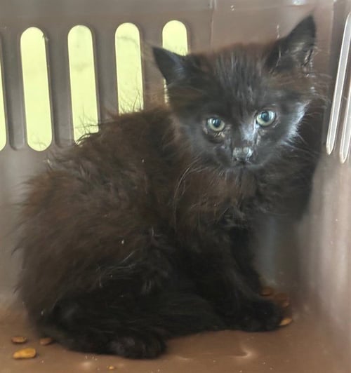 A5797597 - Domestic Medium Hair available for adoption