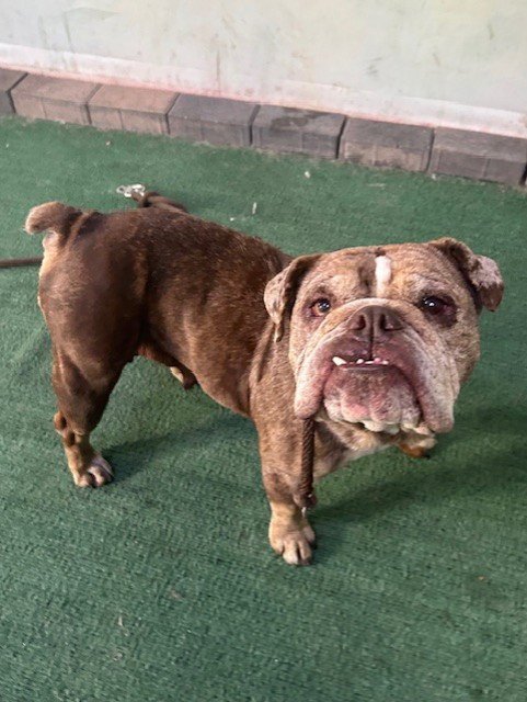 JEMMA - English Bulldog available for adoption