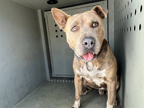 SCRAPPY - Pit Bull Terrier available for adoption