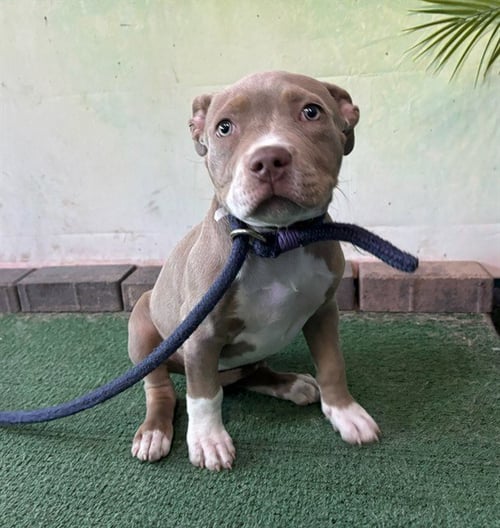 ATHENA - Pit Bull Terrier available for adoption