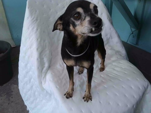 BLACKY - Chihuahua available for adoption