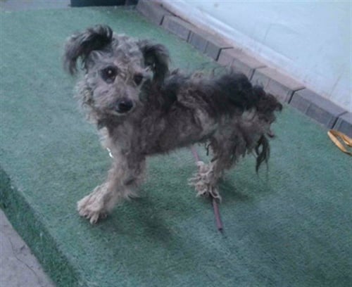 A5792234 - Poodle (Miniature) available for adoption