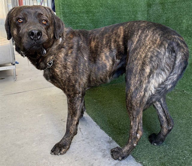 VIRGIL - Cane Corso Mastiff available for adoption