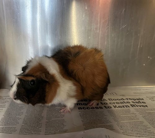 FERGUS - Guinea Pig available for adoption