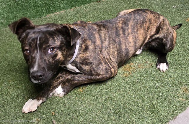 JUNI - Pit Bull Terrier available for adoption