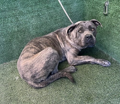 DEXTER - Mastiff available for adoption