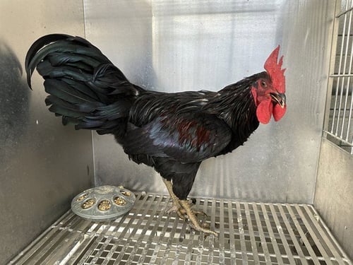 RAGNAR - Rhode Island available for adoption