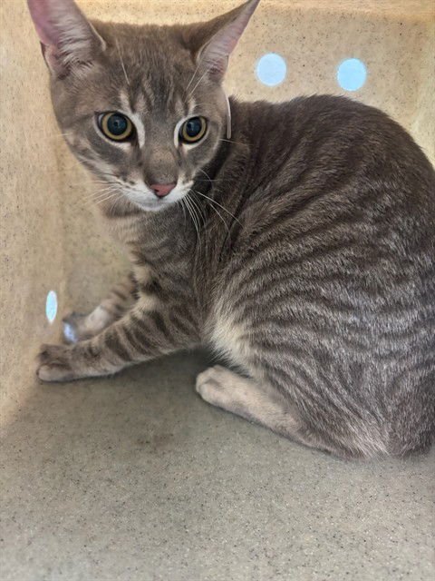 BILLY - Domestic Short Hair available for adoption