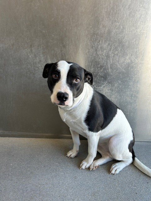 BONNIE - Pit Bull Terrier available for adoption