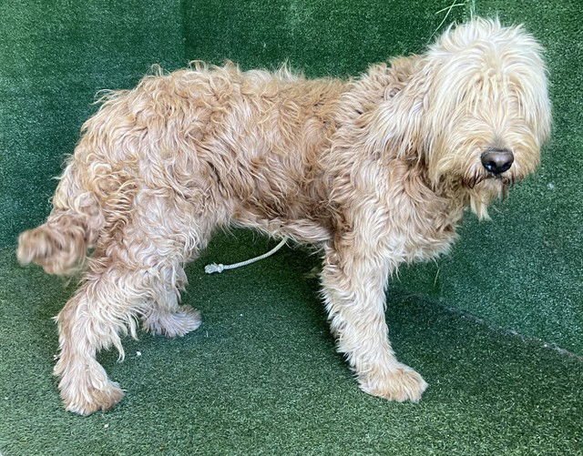 COQUETA - Golden Retriever / Poodle (Standard) available for adoption