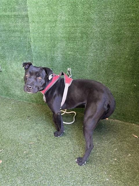 EDRIC - Labrador Retriever available for adoption