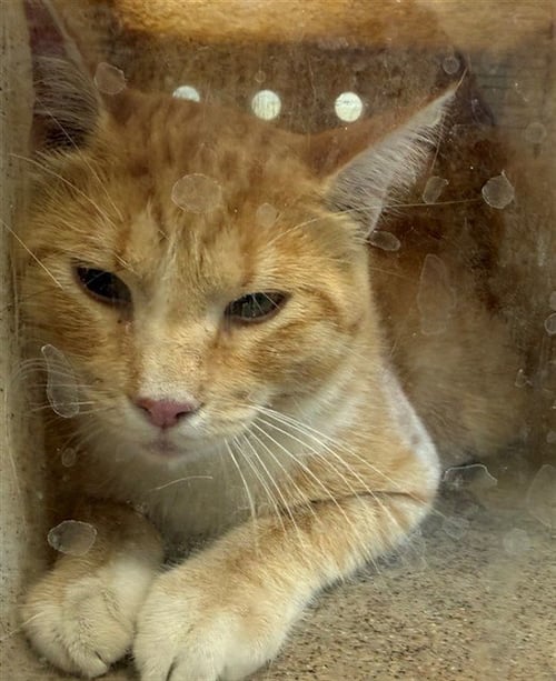 ORANGINO - Domestic Short Hair available for adoption