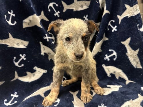 PRUE - Queensland Heeler available for adoption