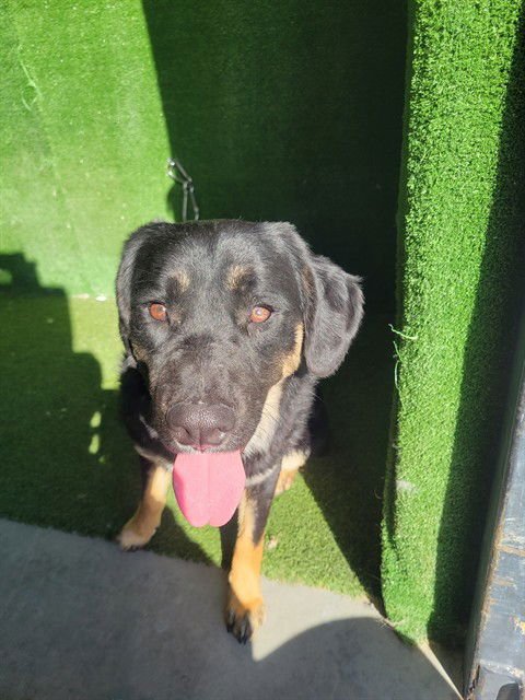 PAT - Collie available for adoption