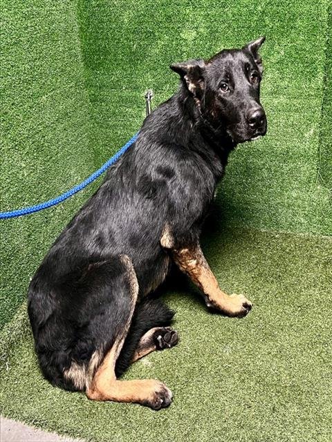 A5807209 - German Shepherd Dog available for adoption