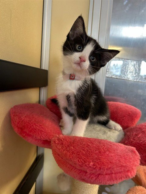 A5808391 - Domestic Short Hair available for adoption