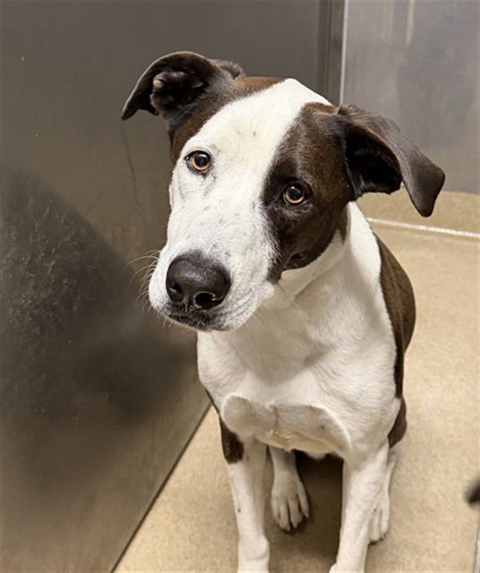 BUDDY - Labrador Retriever available for adoption