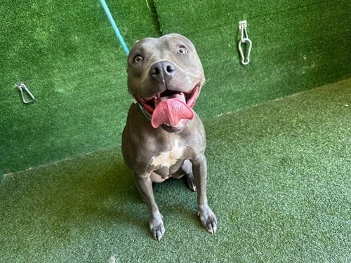 CONCHITA - Pit Bull Terrier available for adoption
