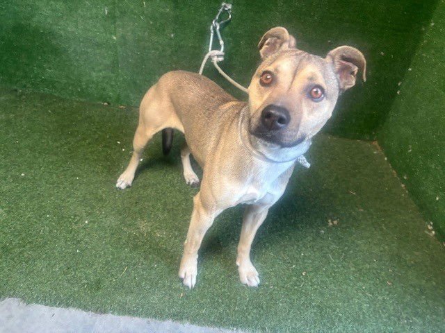 OSO - German Shepherd Dog / Chihuahua available for adoption