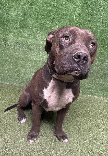 JAMIE - Pit Bull Terrier available for adoption