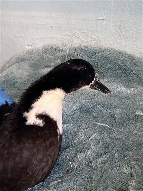 A5804936 - Duck available for adoption