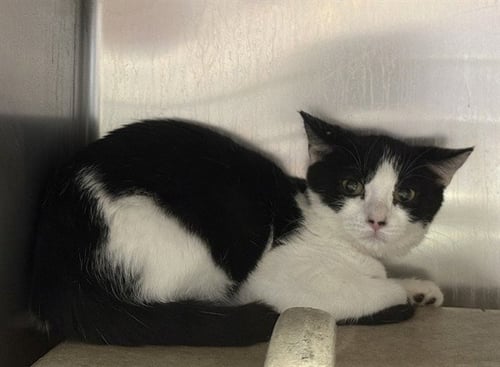CHIP - Domestic Short Hair available for adoption