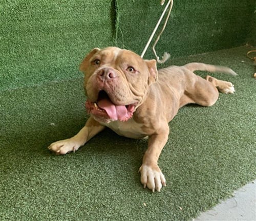 A5803780 - Bulldog available for adoption