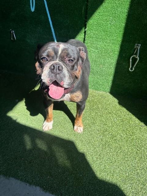 JAGGER - English Bulldog / French Bulldog available for adoption