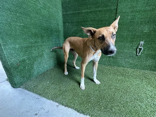 PEANUT - German Shepherd Dog available for adoption
