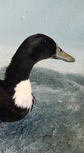 A5804937 - Duck available for adoption