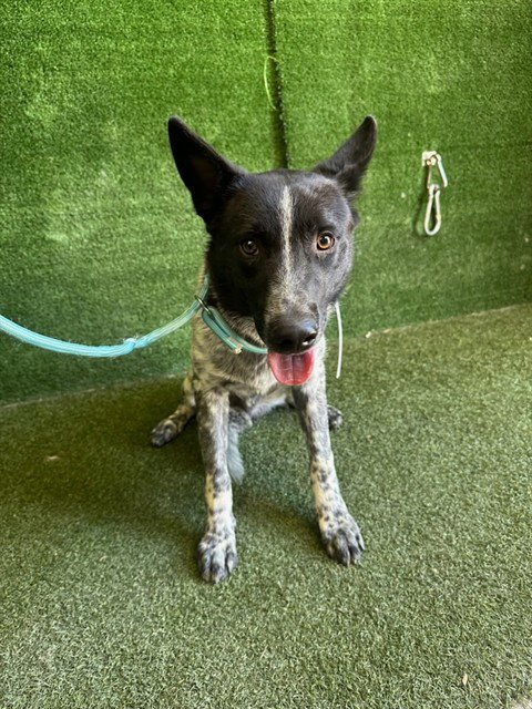 ACE - Australian Cattle Dog/Blue Heeler available for adoption
