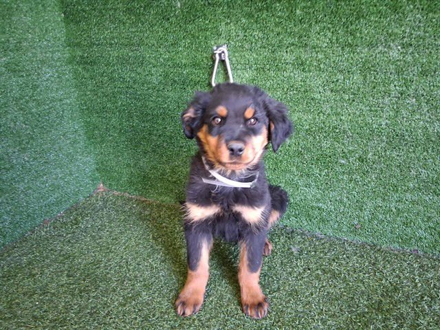 A5754466 - Australian Shepherd / Rottweiler available for adoption